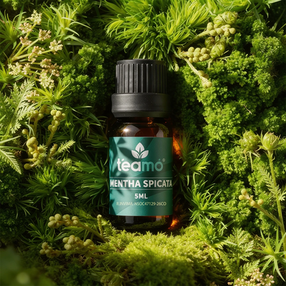 Mentha Spicata |
